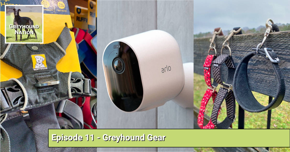 You are currently viewing Greyhound Gear