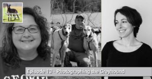 Read more about the article Photographing the Greyhound