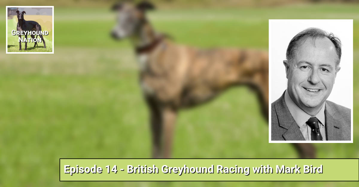 You are currently viewing British Greyhound Racing with Mark Bird