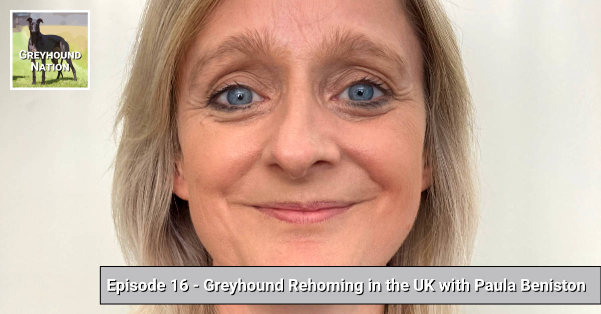 You are currently viewing Greyhound Rehoming in the UK with Paula Beniston