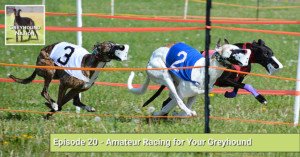 Read more about the article Amateur Racing for Your Greyhound