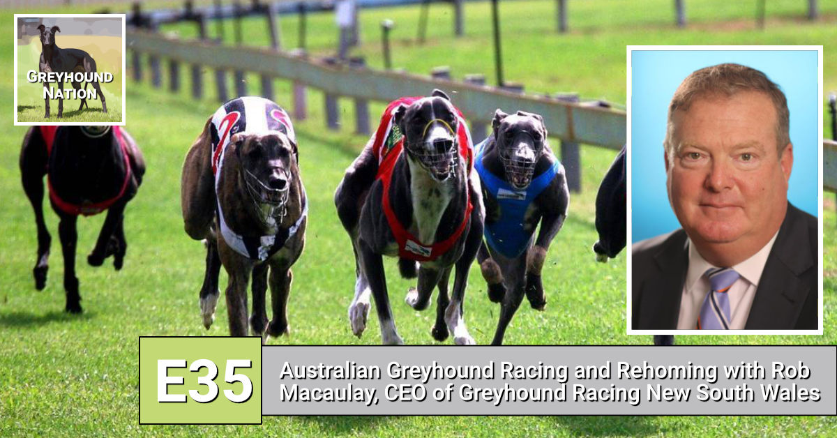 You are currently viewing Australian Greyhound Racing and Rehoming with Rob Macaulay, CEO of Greyhound Racing New South Wales