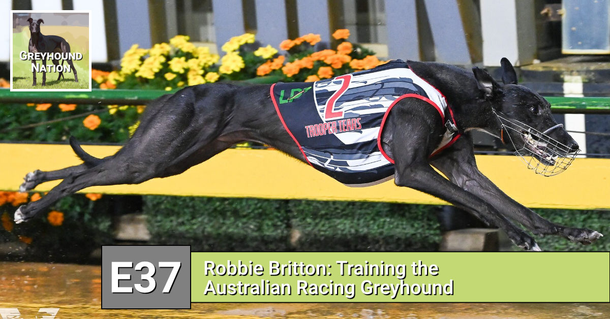 You are currently viewing Robbie Britton: Training the Australian Racing Greyhound