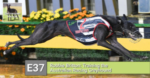 Read more about the article Robbie Britton: Training the Australian Racing Greyhound