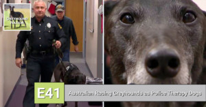 Read more about the article Australian Racing Greyhounds as Police Therapy Dogs