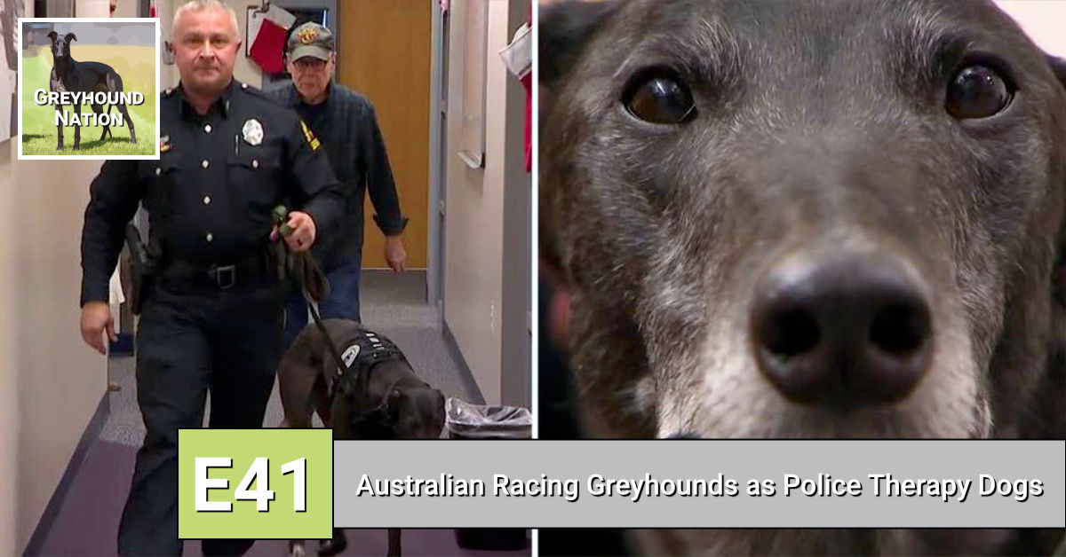 You are currently viewing Australian Racing Greyhounds as Police Therapy Dogs