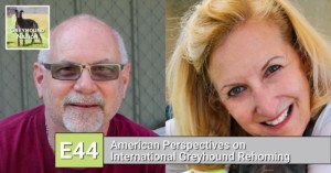 Read more about the article American Perspectives on International Greyhound Rehoming