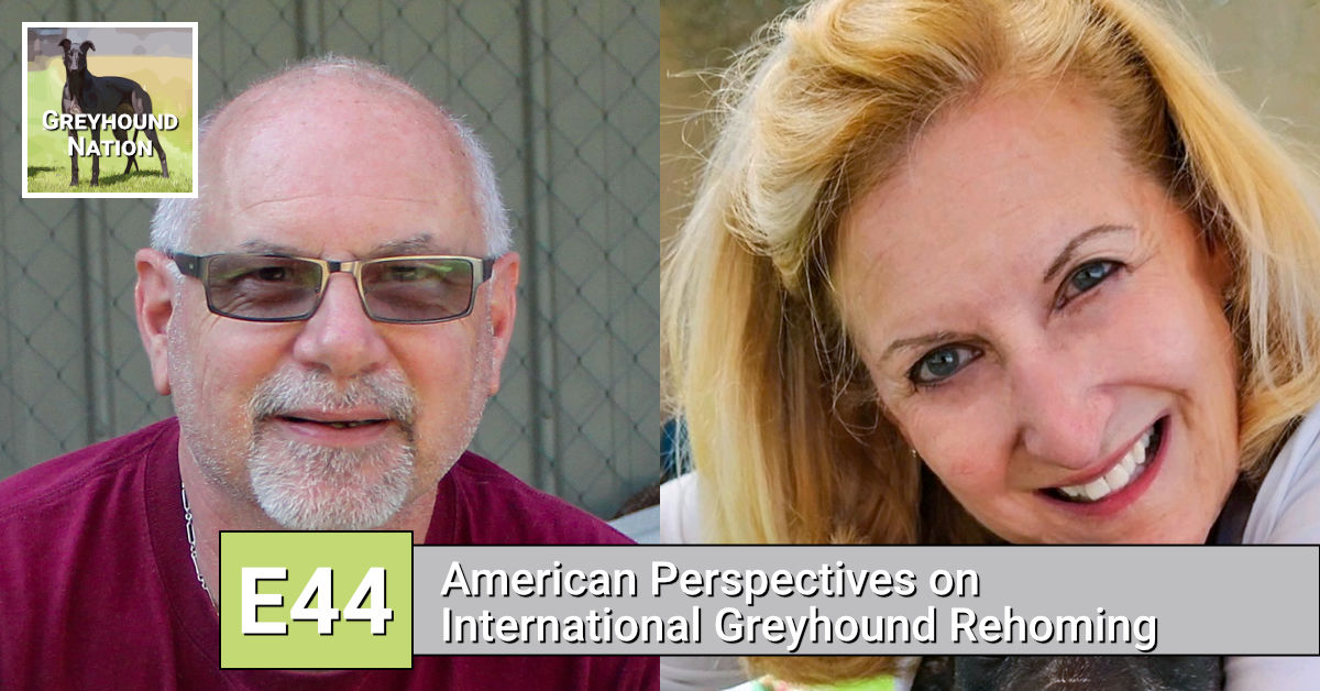 You are currently viewing American Perspectives on International Greyhound Rehoming