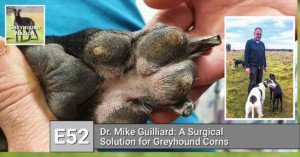 Read more about the article Dr. Mike Guilliard: A Surgical Solution for Greyhound Corns