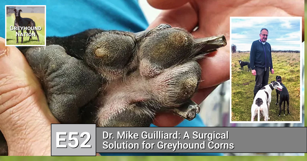 You are currently viewing Dr. Mike Guilliard: A Surgical Solution for Greyhound Corns