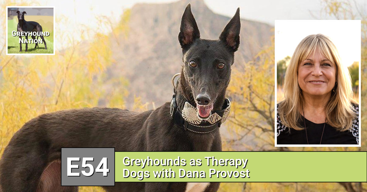 You are currently viewing Greyhounds as Therapy Dogs with Dana Provost